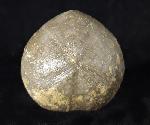 Micraster brevis DESOR in AGASSIZ & DESOR 1847 - Bild © FossNet FossilienStore